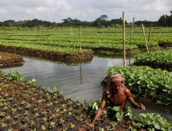 Saat Permukaan Air Laut dan Sungai Naik, Petani Bangladesh Hidupkan Kembali Pertanian Terapung