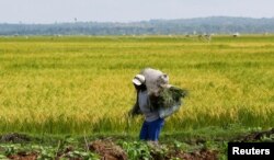 Seorang petani membawa padi hasil panen dari sawah di kawasan Mwea, Kenya, yang terancam gagal akibat kemarau panjang, 30 November 2022. (REUTERS/Thomas Mukoya)