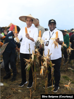 Presiden Joko Widodo saat mengunjungi food estate di Kabupaten Keerom, Papua. (Foto: Courtesy/Biro Setpres)