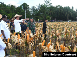 Presiden Jokowi berharap Food Estate dengan varietas jagung di Kabupaten Keeroom, Papua bisa memenuhi kebutuhan jagung nasional khususnya untuk wilayah Indonesia Timur. (Foto: Courtesy/Biro Setpres)