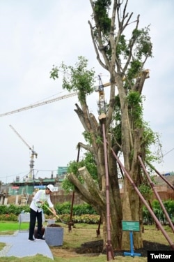Presiden Joko Widodo menanam pohon beringin (Ficus Benjamina) di kawasan Istana Presiden Ibu Kota Nusantara, 22 September 2023. Yang ditanam ini adalah beringin kembar – pohon yang jadi simbol keagungan. (Twitter/jokowi)