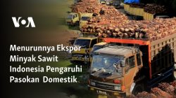 Menurunnya Ekspor Minyak Sawit Indonesia Pengaruhi Pasokan  Domestik