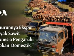 Menurunnya Ekspor Minyak Sawit Indonesia Pengaruhi Pasokan  Domestik