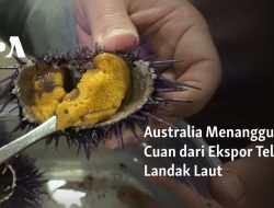 Australia Menangguk Cuan dari Ekspor Telur Landak Laut